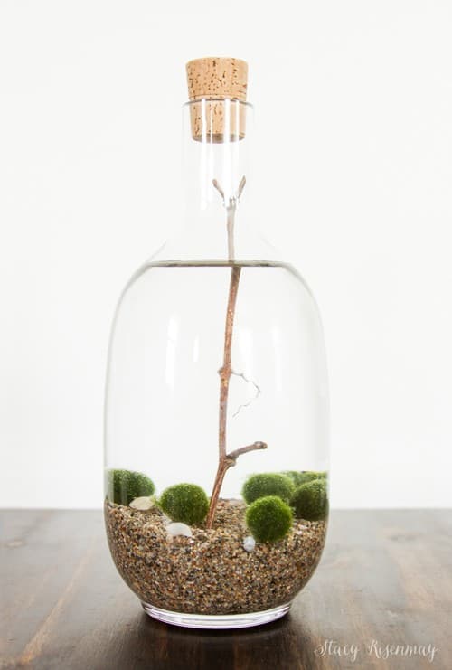 Mini Moss Ball Terrariums - Florist bucket transformation - a great way to bring the outdoors inside this spring!