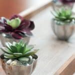 Upcycled Mini Jello Mold Planter Tray